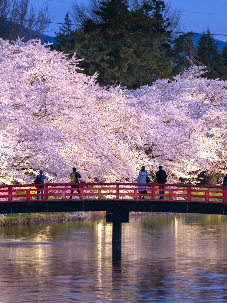 [相片1]弘前公园种植了约52种2，600棵樱花树，是著名的樱花景点，被誉为“日本三大赏樱景点”之一。 这里有许多亮点，例如弘前公园中树龄最长的樱花树染井吉野樱花树，灯火通明的夜樱花，以及樱花花瓣填满整个护城河