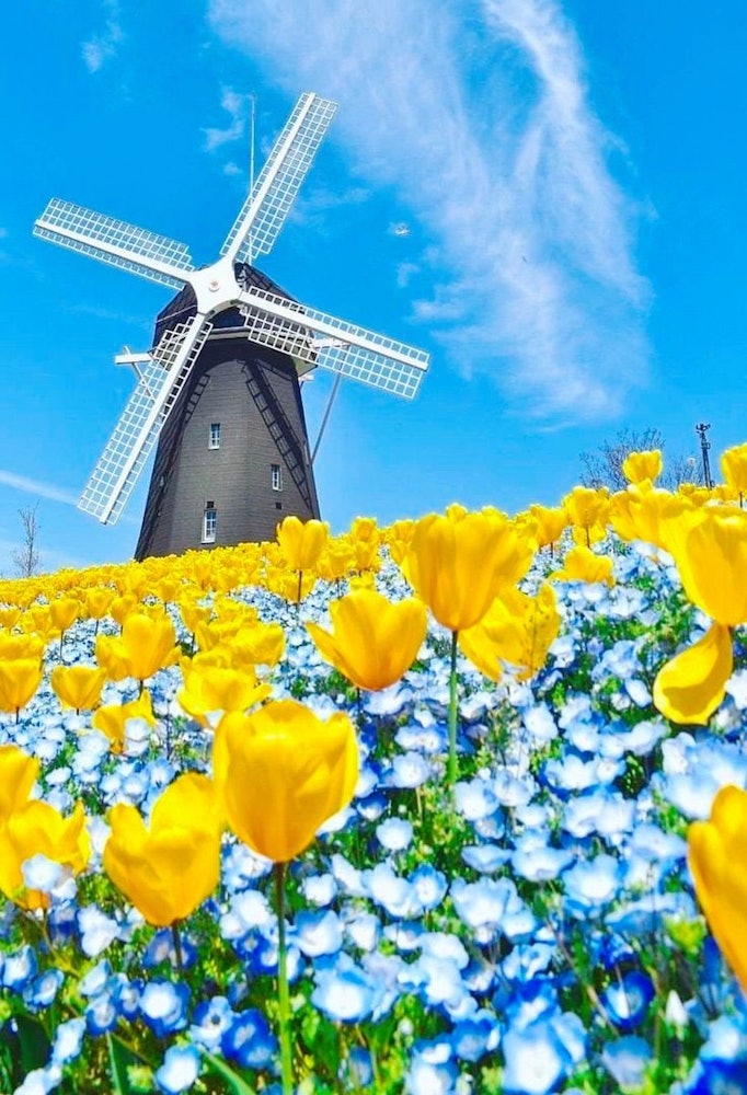 [画像1]大阪府大阪市鶴見区にあります花博記念公園 鶴見緑地です。この公園には風車の丘大花壇というところがあり、風車の足下にはチューリップとネモフィラの花と青い空。青と黄色の組み合わせがとても綺麗でした💙💛😄✨
