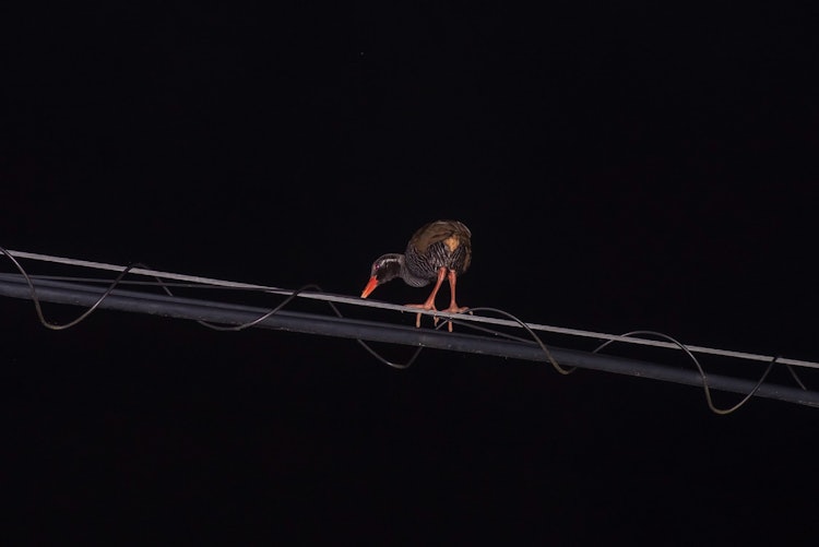 [Image1]Okinawa rail is a flightless bird in Okinawa,I found an individual that can walk on electric wires.I