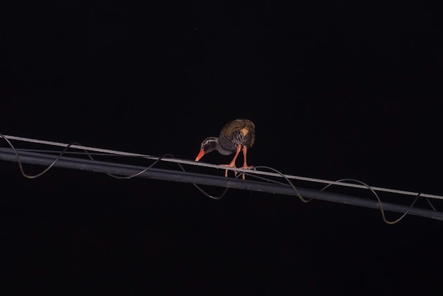 [画像1]沖縄の飛べない鳥であるヤンバルクイナですが、電線を歩く事ができる個体を見つけました。感電の恐れがあるため推奨できる事ではありませんが、見守るしかありません:(