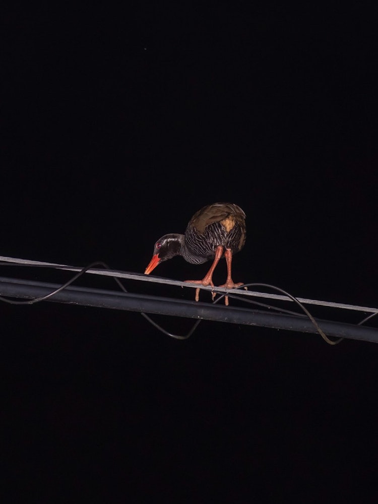 [Image1]Okinawa rail is a flightless bird in Okinawa,I found an individual that can walk on electric wires.I