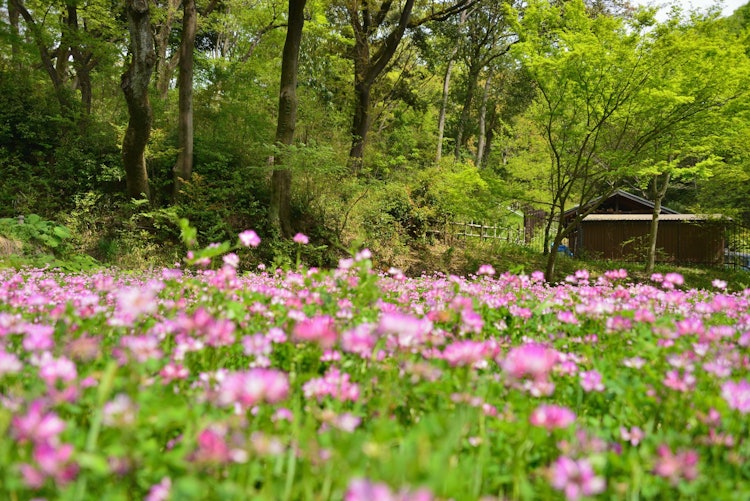 [相片1]這是一個市民放鬆的地方，一個保留里山氛圍的公園。 每年的這個時候，當黃芪田盛開時，許多蜜蜂飛來飛去。 這是我想永遠保留的日本懷舊風景。