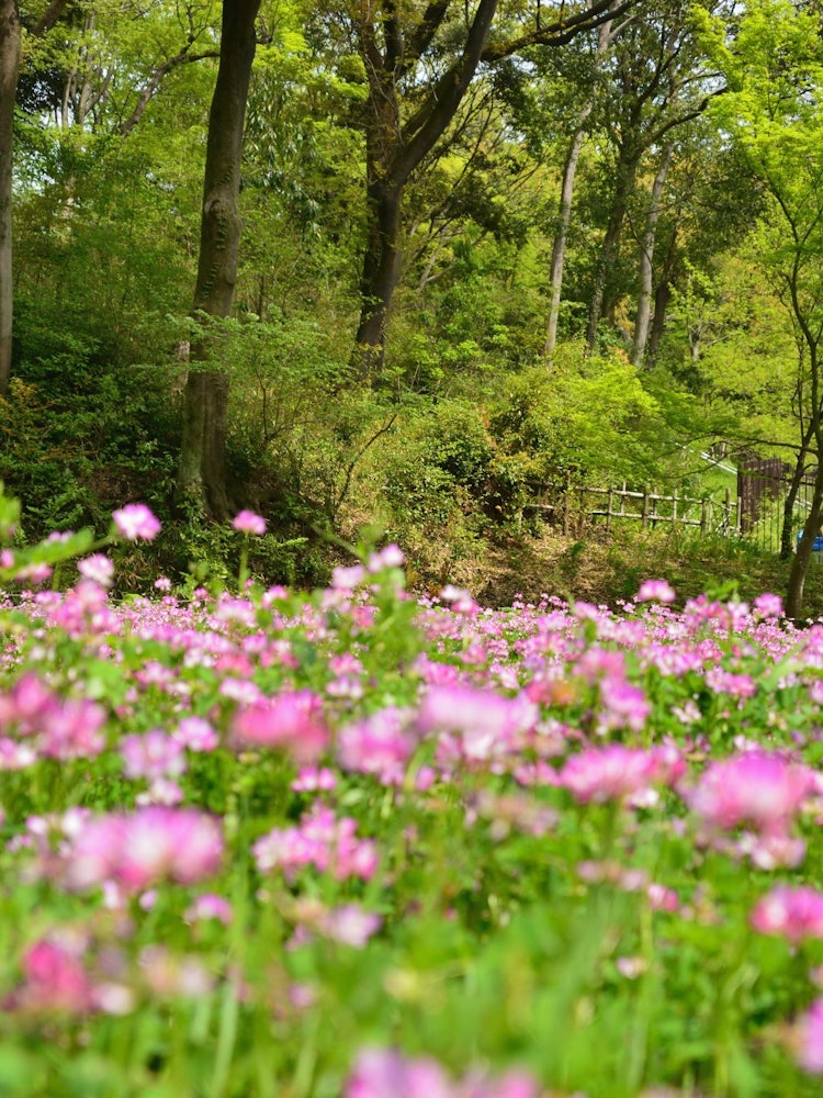 [Image1]It is a place of relaxation for citizens, a park where the atmosphere of satoyama remains. At this t