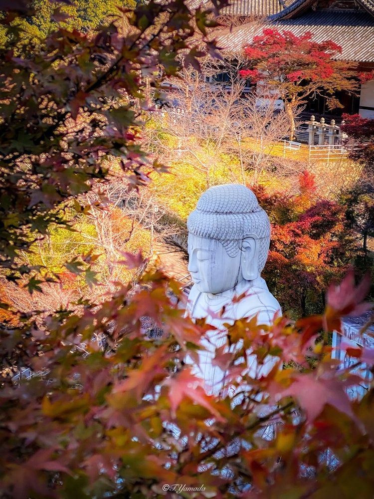 [相片1]春天的“樱花大佛”，秋天的“枫树大佛😊”这是一座美妙的寺庙，您可以在这里享受四季。奈良县高市区坪阪寺