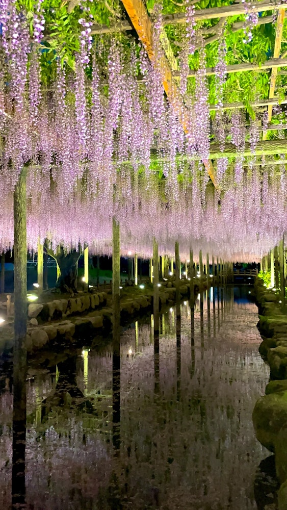 [Image1]Tsushima, AichiTennogawa Park / Wisteria FestivalWisteria trellisI'm reflecting.#Spring Con #Photo C