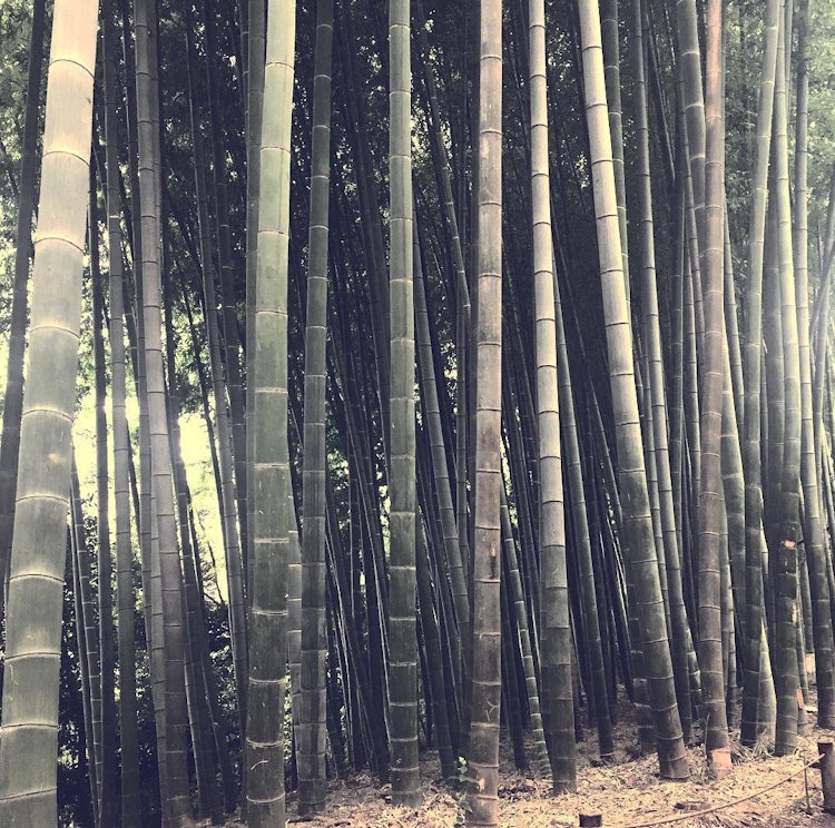 [画像1]殿ヶ谷戸庭園。国分寺駅から少し歩いたところにある。生い茂る竹のほかに、美しい庭を楽しめた。