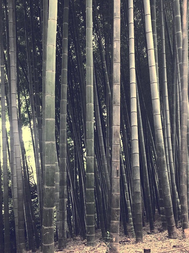 [画像1]殿ヶ谷戸庭園。国分寺駅から少し歩いたところにある。生い茂る竹のほかに、美しい庭を楽しめた。