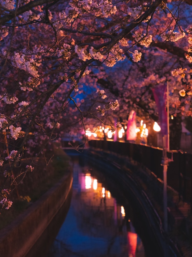 [Image1]Cherry blossoms. Fantastic atmosphere.