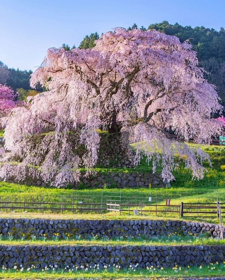 [Image1]It is located in Uda City, Nara PrefectureWeeping cherry blossoms that bloom as if spilling down a s