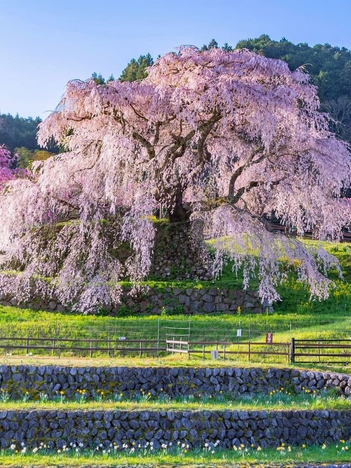 [Image1]It is located in Uda City, Nara PrefectureWeeping cherry blossoms that bloom as if spilling down a s