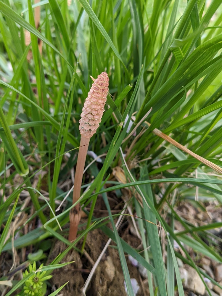 [Image1]When I was taking a walk to see the cherry blossoms, I found a horsetail at the base of the cherry b