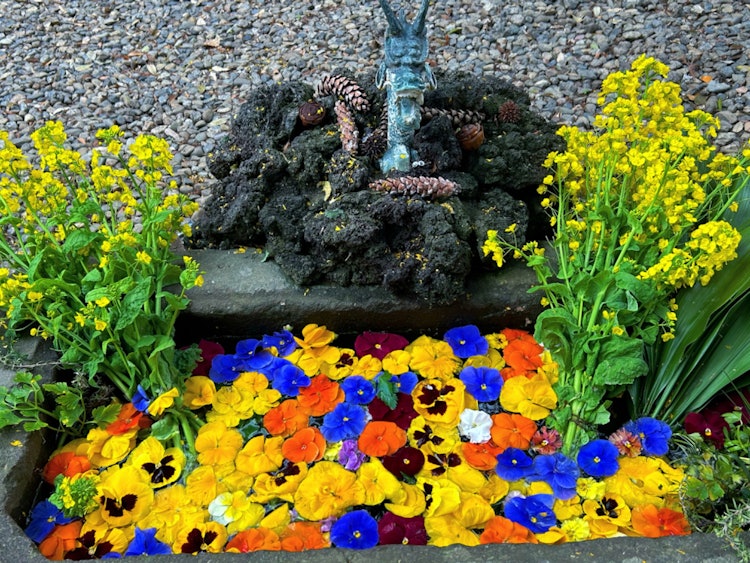 [相片1]摄于24年4月6日。它是仙场东照宫的花手水。油菜花和三色堇很生动。