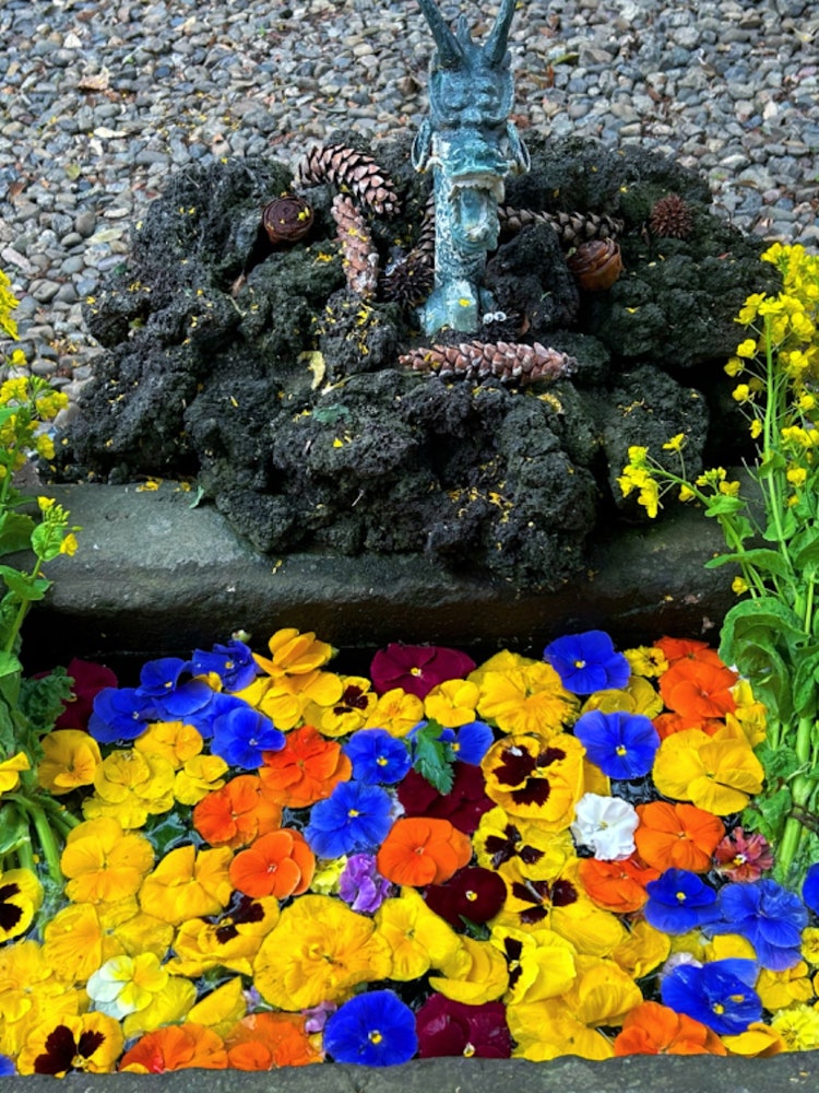 [画像1]24年4月6日撮影。仙波東照宮の花手水です。菜の花とパンジーが鮮やかですね。