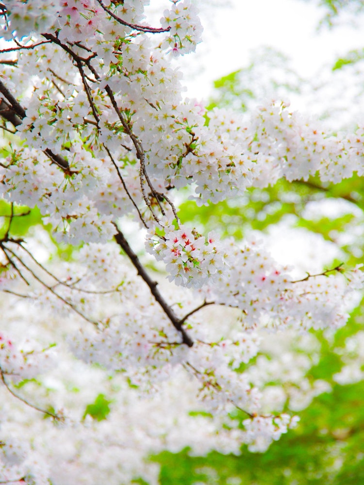 [Image1]The cherry blossoms were 🌸 beautiful (^ / ^)