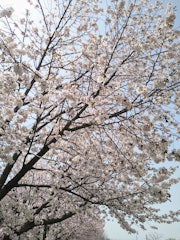 [이미지2]벚꽃을 보러 아쓰베쓰 강에 갔다쇠뜨기도 자라고 있는데 봄