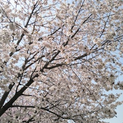 [画像2]桜を見に厚別川まで行きましたつくしも生えてて、すっかり春ですね