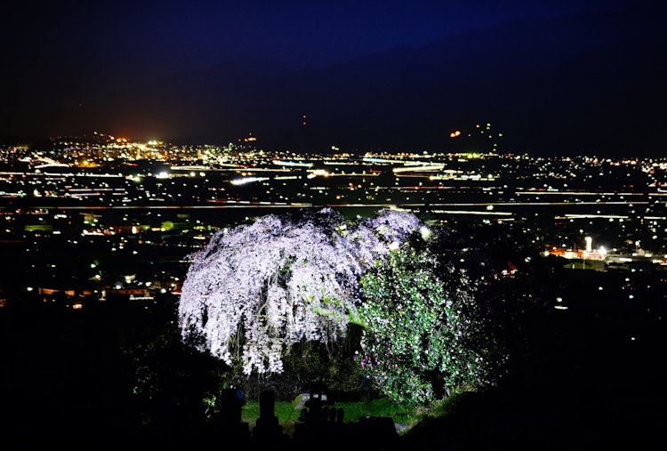 [相片1]地點：愛媛縣西條市古田的枝垂櫻（垂櫻）盛開的垂枝櫻花與西條市夜景之間的合作