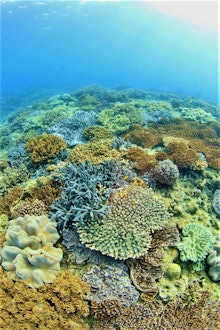 [画像1]🪸珊瑚・サンゴ🐠宜野湾の海はすごいですよ❣️市街地では珍しくサンゴが現存する貴重な場所🙆‍♀️宜野湾市大山地区に湧き出るミネラル豊富な湧水により年中、海水温(22〜23度)が保たれていることでサンゴや