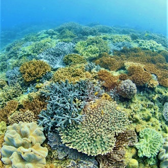 [Image1]🪸 Corals 🐠The sea in Ginowan is amazing ❣️.Uncommon in urban areasA valuable place 🙆 ♀️ where corals