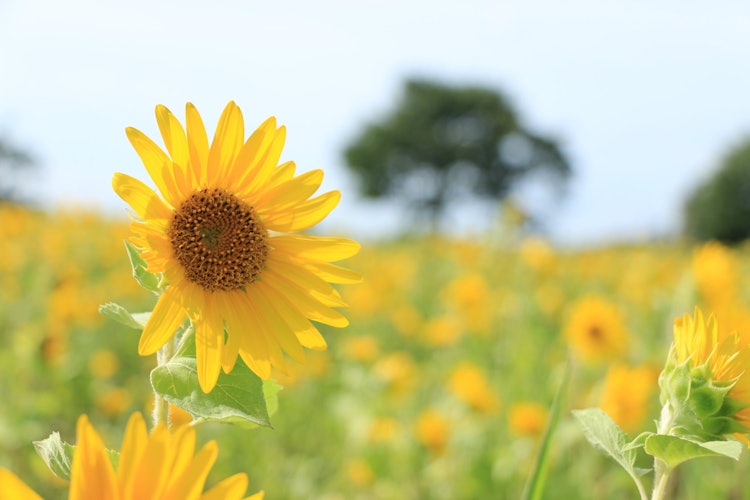 [画像1]夏の花といえば向日葵。地元の伊佐沼で撮影しました。