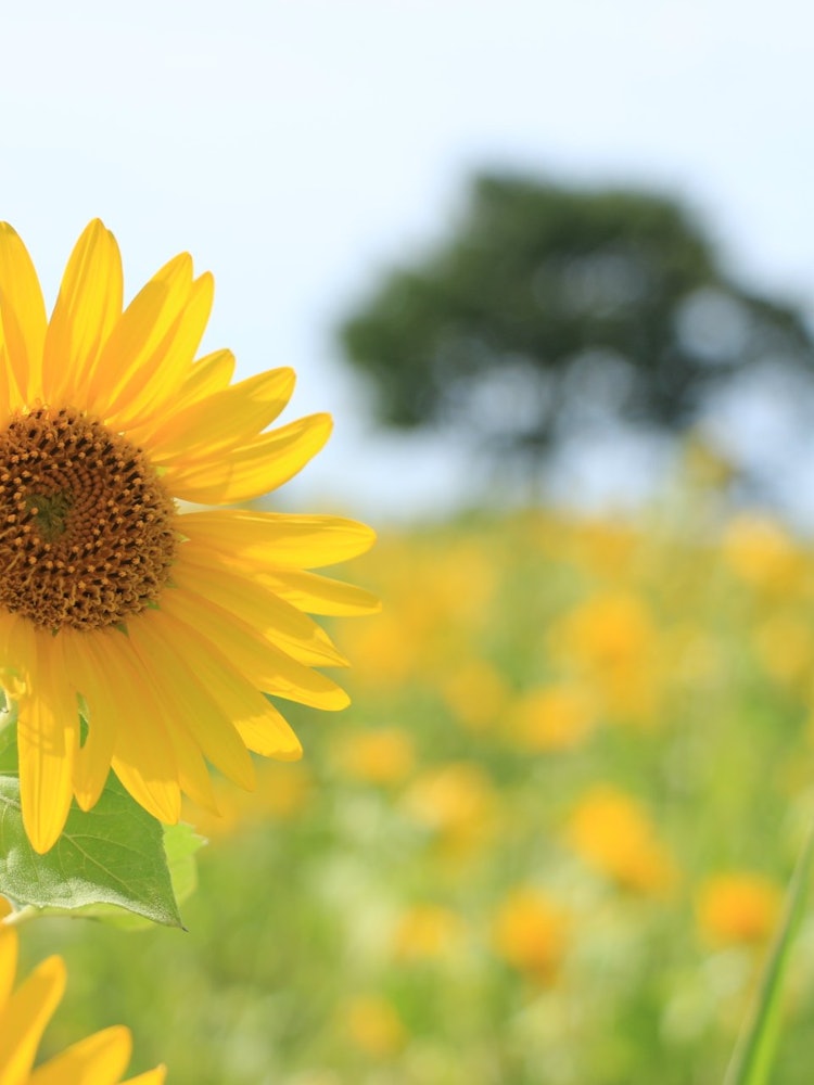 [相片1]向日葵是向日葵。我在我的家鄉伊薩沼拍攝了它。
