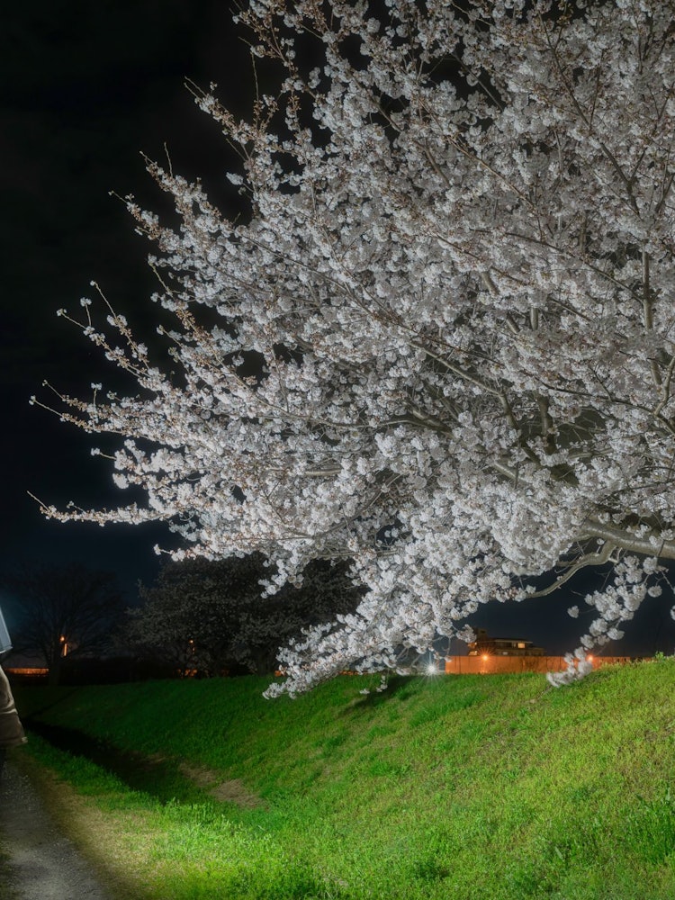 [画像1]兵庫県神戸市自宅の近くに咲く大きな桜照らして見ました一人でお花見🌸