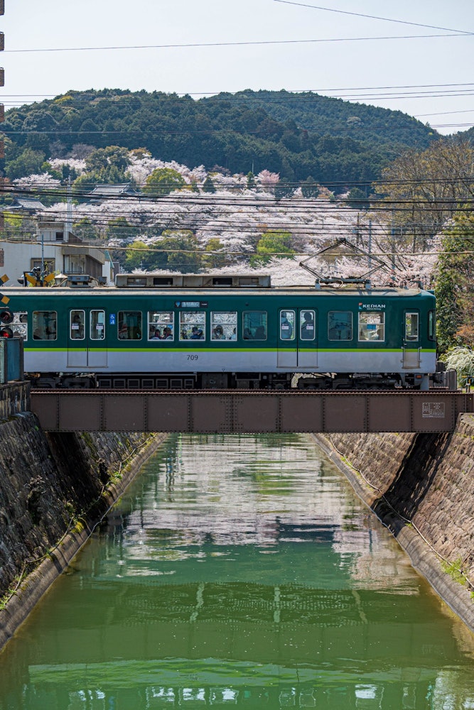 [相片1]京阪列车穿越琵琶湖1号运河。在这里，您可以捕捉到背景中樱花的火车。