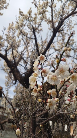 [Image1]It's still chilly, but the plum blossoms are beautiful.