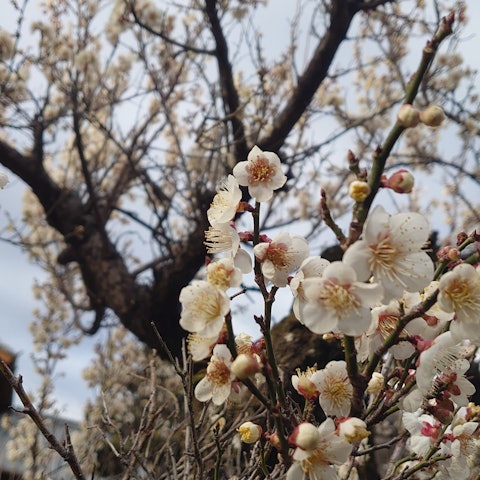 [Image1]It's still chilly, but the plum blossoms are beautiful.
