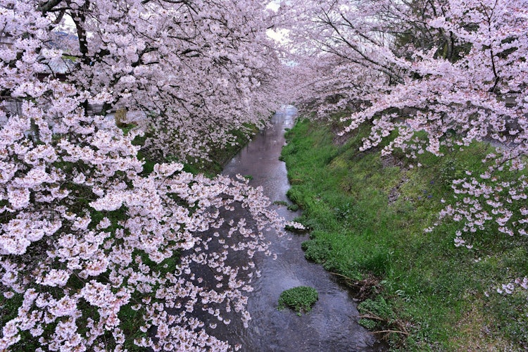 [画像1]和歌山県かつらぎ町役場の近くにある桜並木です。 ご近所の人が見に来るくらいで、ほとんど知られていません。