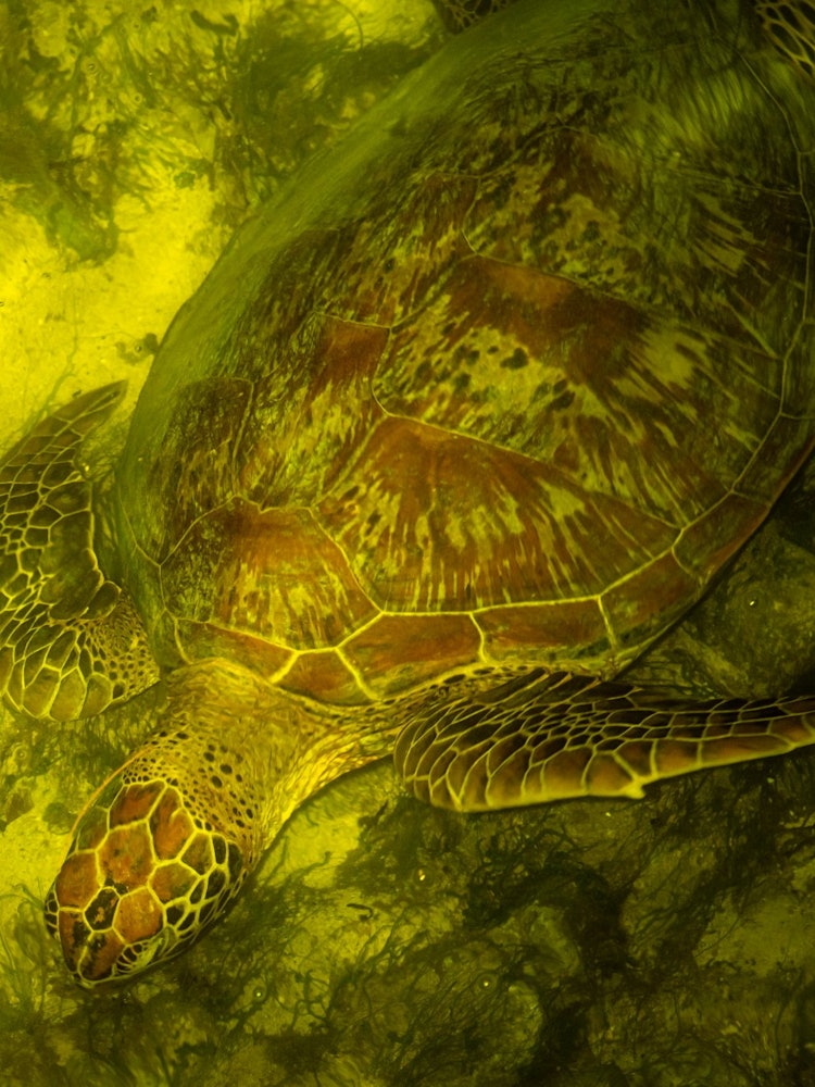 [相片1]本部町附近的水域生活着几只海龟。它们有时会出现在水面上，所以那些眼神交流的人会很幸运。至于去哪里见面的问题，最好问海龟:)