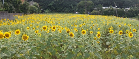 [Image1]The sunflower field in Ashitoku, Tatsugo Town, Oshima County, every summer, the sunflower field bloo