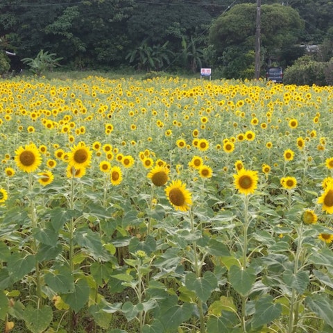 [Image1]The sunflower field in Ashitoku, Tatsugo Town, Oshima County, every summer, the sunflower field bloo
