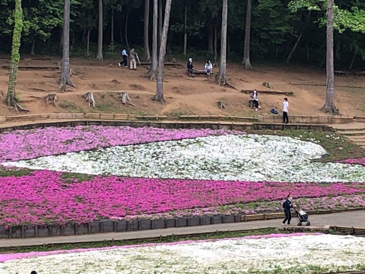 [画像1]秩父に観光しに行った時の芝桜の丘という所を撮りました。 花が沢山咲いていて綺麗でしたが、コロナ関係で花が減っていたので残念でした。 次見に来る時は沢山咲いているといいと願ってます。