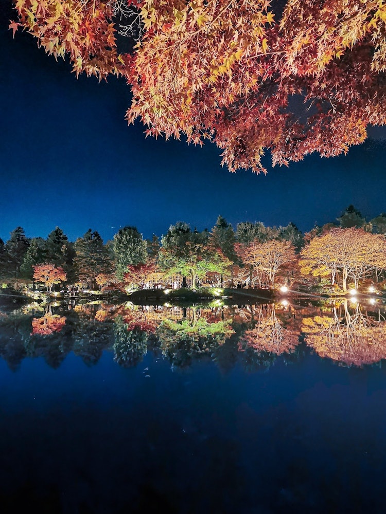 [相片1]秋天的红叶在昭和纪念公园被照亮。银杏树是日本著名的，但花园池塘中倒映的秋叶也很美。