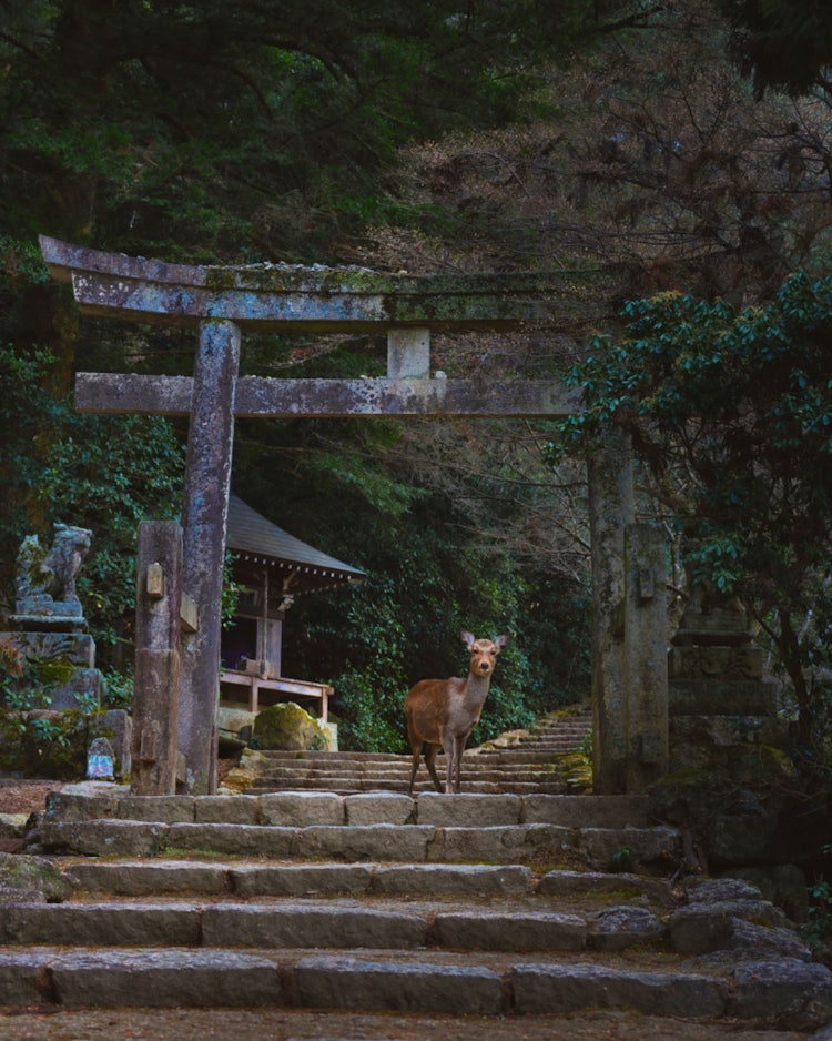 [이미지1]히로시마 하츠카이치 미야지마 타키미야 신사(히로시마의 추천 명소)#타키미야 신사(竹宮神社) #미야지마 👈(宮島)도리이(鳥居 신사 입구에 세운 기둥 문) 아래를 걷는 사슴이 있는 한