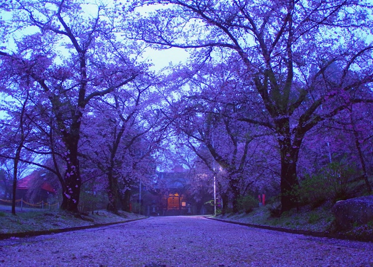 [Image1]Takamori Town, Nagano Prefecture, at Ruriji Temple.Dawn after rain. The cherry blossom road was beau