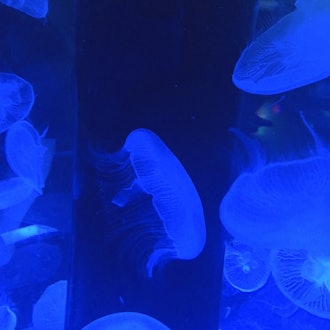 [Image2]Some more photos from the Shinagawa Aquarium since I wasn't able to post them all yesterday.I have a
