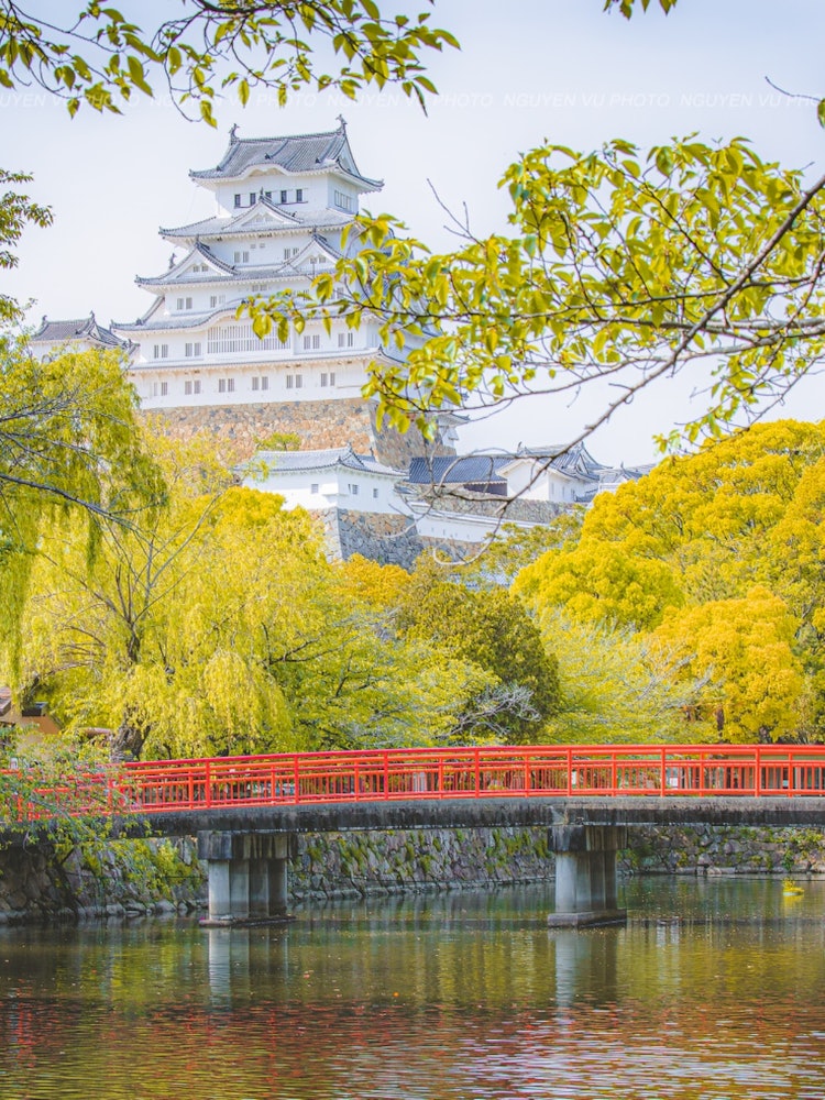 [画像1]緑色の葉桜に包まれる姫路城兵庫県姫路市にて