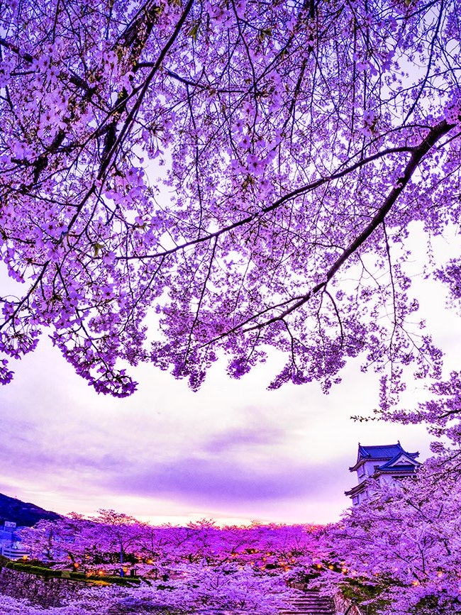 [画像1]岡山県津山市にある桜の名所「鶴山公園」には1000本のソメイヨシノがあります。 毎年「桜祭り」の期間中はライトアップされ綺麗な夜桜を楽しめます。