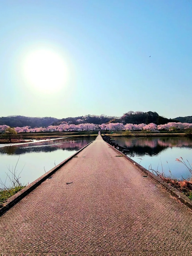 [Image1]A row of cherry blossom trees on the Hii River embankment in Unnan City, Shimane Prefecture.It is th