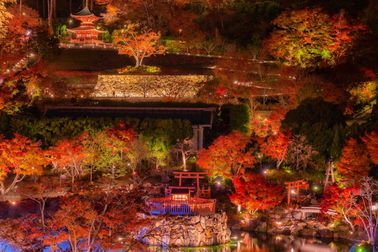 [相片1]大阪府勝王寺😯，以其獲獎佛法而聞名秋天，紅葉很美，霧氣彌漫，也是一個超然的夜景景點，所以我在這個時候等了大約2個小時才進入停車場。 我想拍攝全景，所以我爬上對面的山，用超長焦拍攝，它變成了😀一張我想像