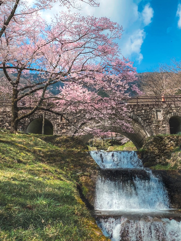 [相片1]Kasumimagakei 2024 春季约7种约1,500棵樱花树盛开，您可以欣赏到美妙的风景。池田， 岐阜