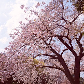 [Image1]I saw cherry blossoms at Shinjuku Gyoen National Garden (о ́∀'о) 🌸It was a good cherry blossom viewi