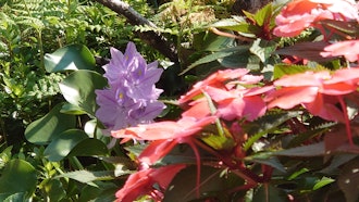 [相片1]山帕奇和水葫芦花。