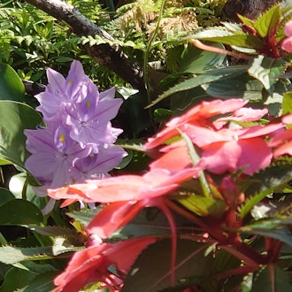 [Image1]Sanpachi and water hyacinth flowers.