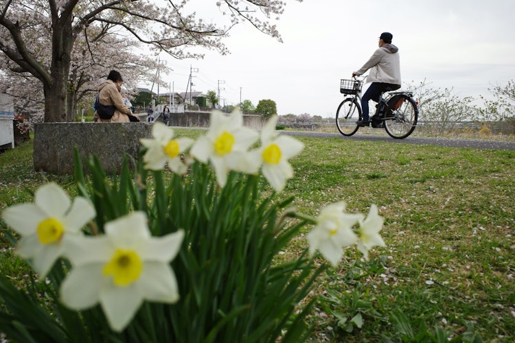 [画像1]羽村市の多摩川沿いにて。 桜の足元にスイセンがかわいく咲いていました。