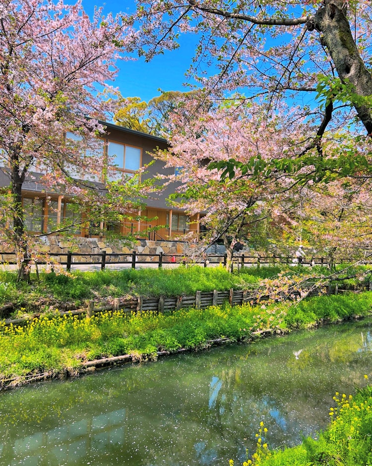 [画像1]今日は、川越氷川神社月次祭に参列しました。新河岸川の桜も、殆ど散ってしまいました。