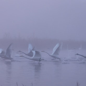 [Image1]Dreams continue...Fantastic foggy morning　It's like you're still in a dreamSwans of the Tokachi Rive