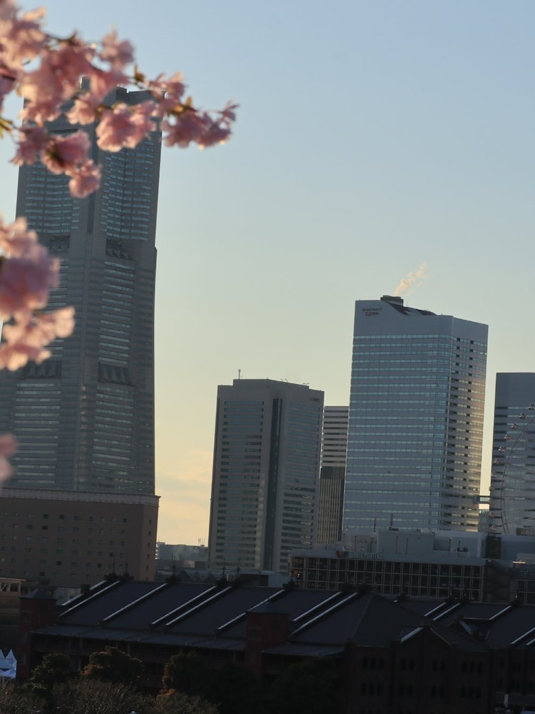 [相片1]这张照片是在横滨的世界搬运工拍摄的。当我访问横滨时，樱花刚刚开始盛开，但是在横滨的春天有很多活动，您可以欣赏大海和城市的风景，特别是在春天，您可以欣赏樱花和时令花卉以及从陆地到海洋的著名景点的合作，并